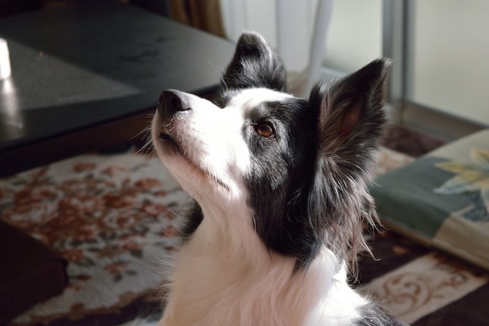 飼い主を見つめる犬の顔アップ