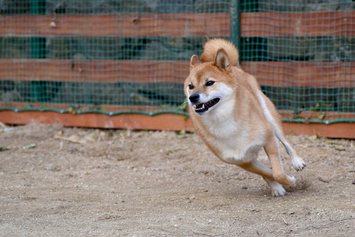 走っている柴犬