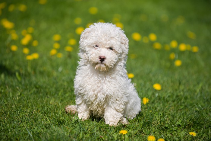白色のプーリーの子犬