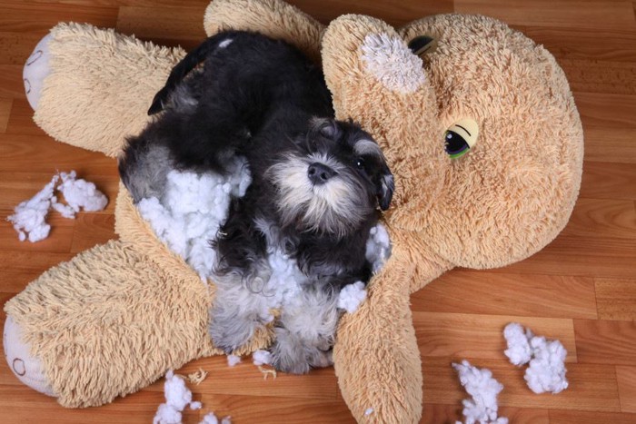 ぬいぐるみを破壊する犬