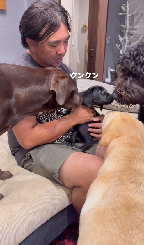 飼い主の膝の上で3匹の犬に匂いを嗅がれる子犬