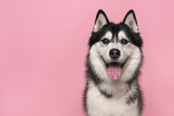 真っすぐにこちらを見つめる犬