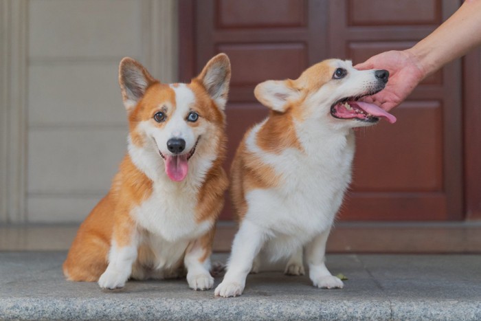 2頭の犬と手