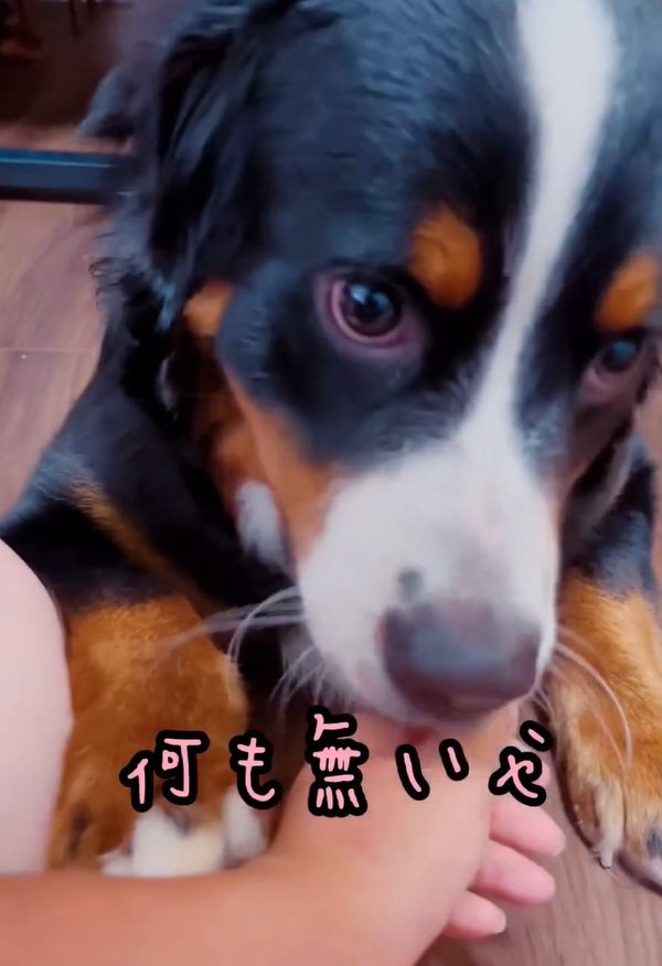 おしゃぶり再開するマロンちゃん