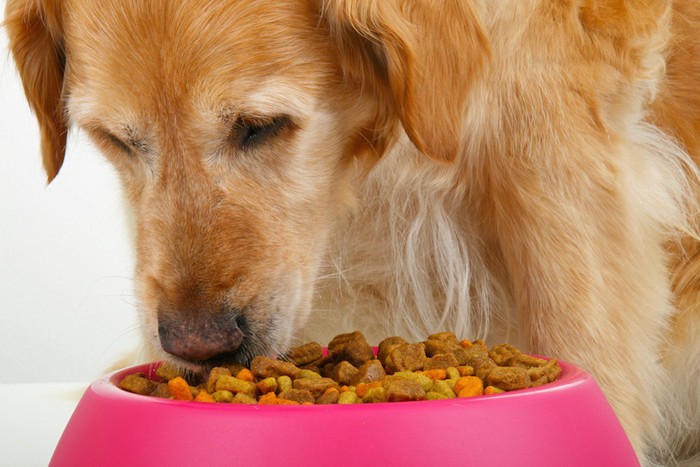 ご飯を食べる犬