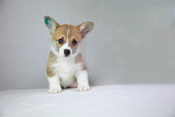 ポメラニアンの子犬