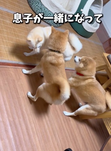 近寄っていく柴犬