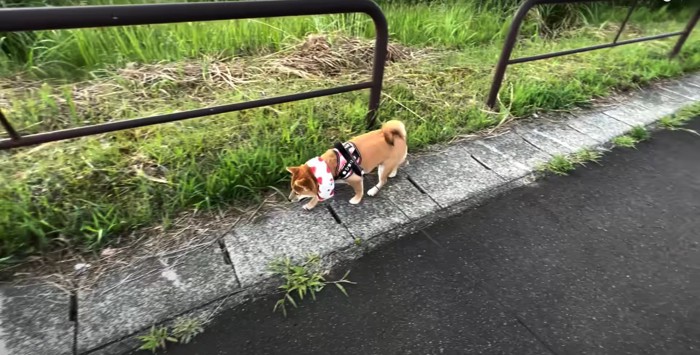 ネッククーラーを巻いて側溝の蓋の上を歩く柴犬