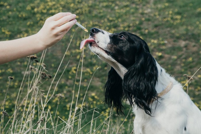 スポイトで水を飲む犬