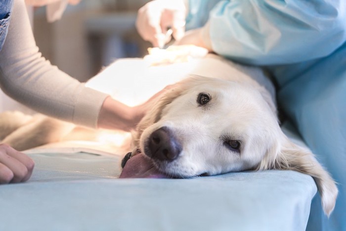 病院で治療中の犬を励ます飼い主 