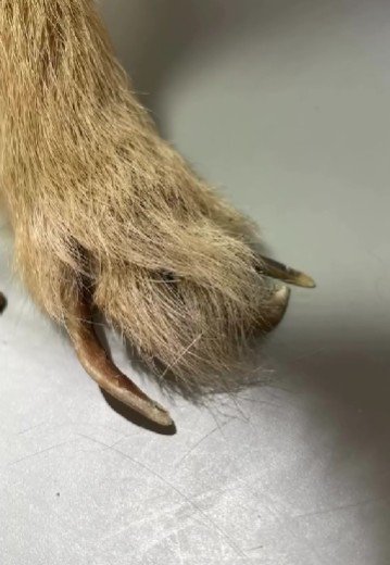 爪も伸びっ放し