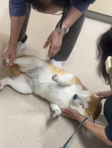 床で寝転ぶ犬