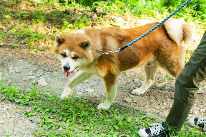 飼い主と散歩をする秋田犬