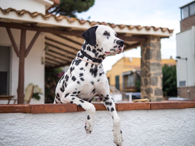 塀に手をかけて遠くを見つめる犬