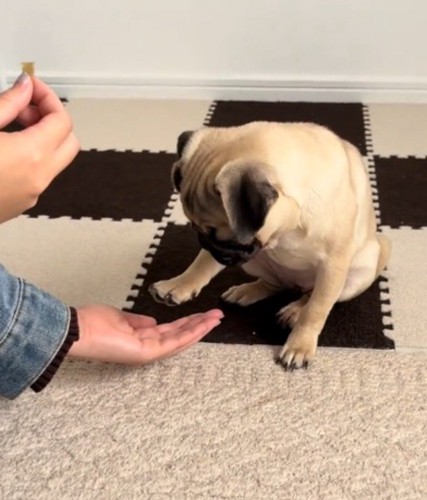 飼い主の手のひらの上で前足を止める子犬