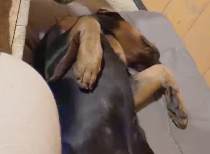 仰向けで横になる犬