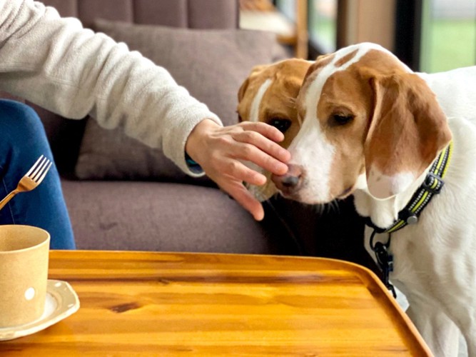 おやつをねだる犬をよける飼い主