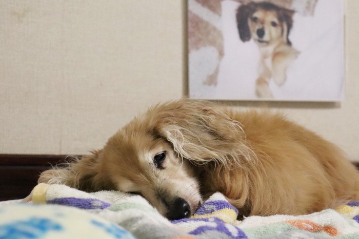 ぐったりしている犬