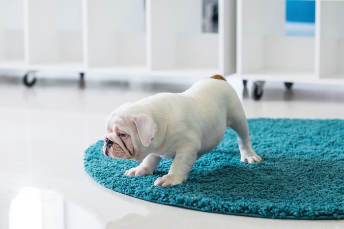 ラグの上に立つ子犬