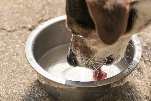 水を飲む犬