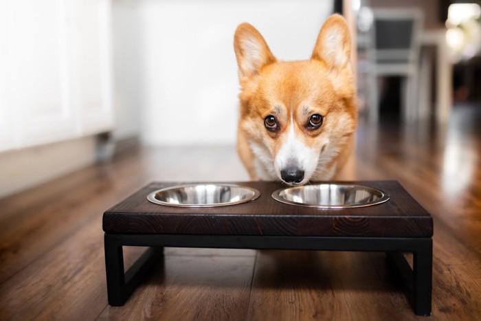 皿をなめる犬