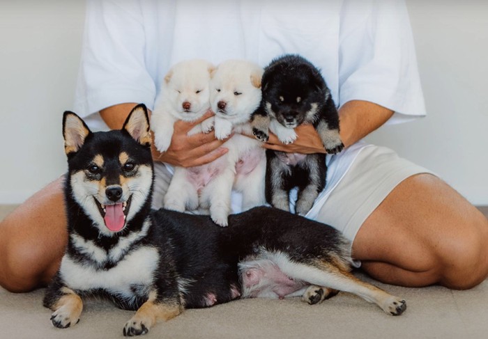 柴犬ファミリーと飼い主の集合写真