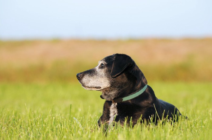 草むらの中に伏せる顔周りが白くなった黒い犬