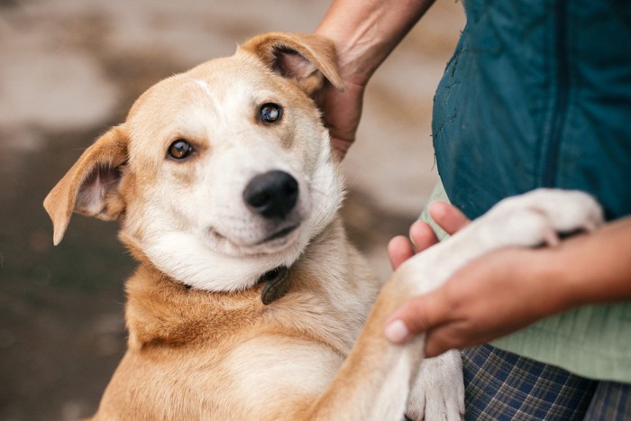 笑顔で撫でられる犬