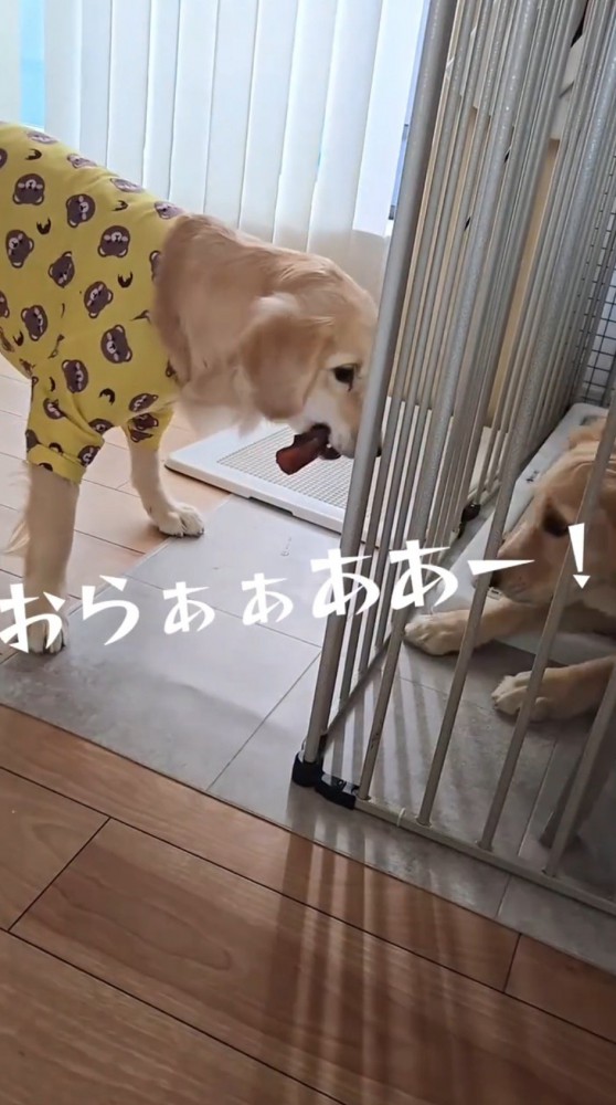 弟犬の方へ身を乗り出す姉犬