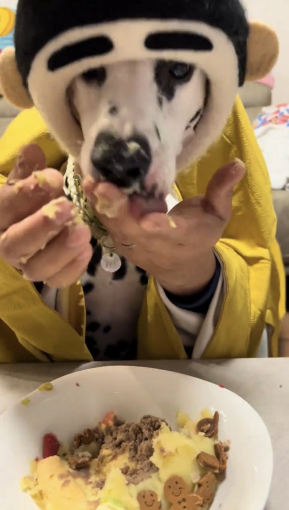 ケーキまみれの顔で手を舐める犬