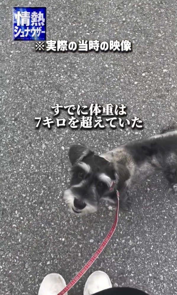 リードをつけて見上げる犬