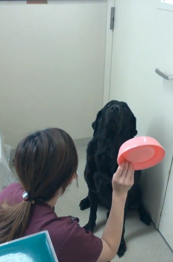 叱られ中