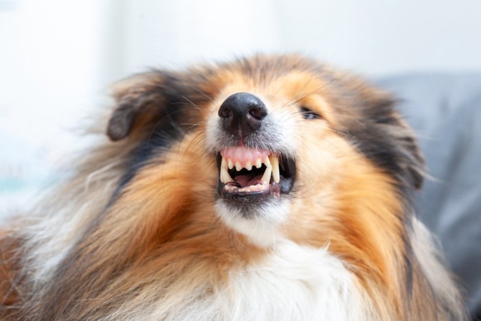 唸る犬
