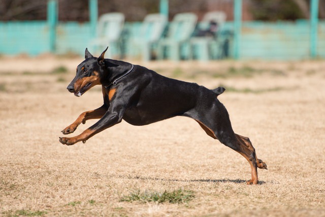 走る犬