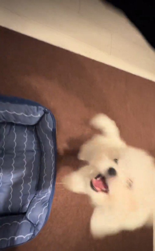 ぴょんっとジャンプ