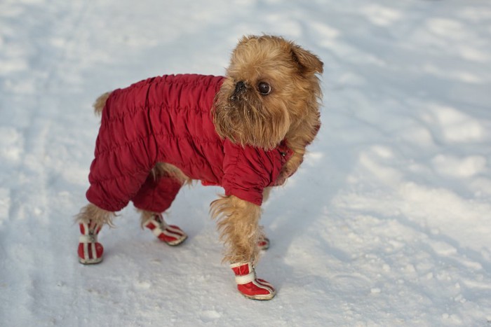 靴を履いて雪の上を歩く犬