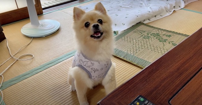 座っている犬