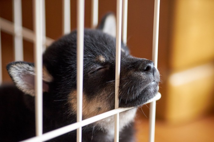 ケージの中で眠る子犬
