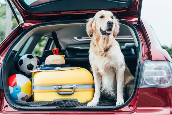 車に乗る犬とスーツケース