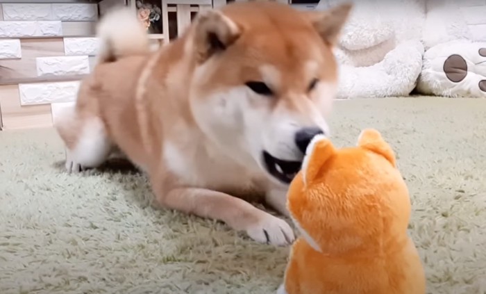 苛立つ柴犬