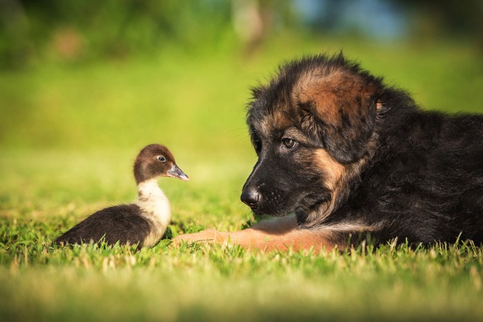 小鴨と子犬