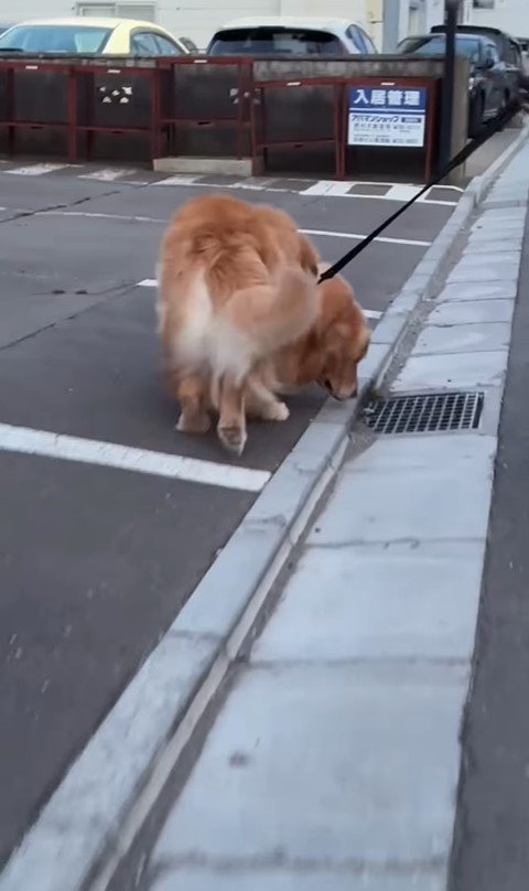 排水溝を愛するモッシュくん3