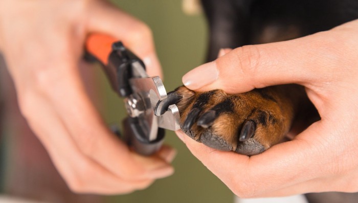 犬の黒い爪を切る様子