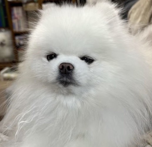 眠たそうにカメラを見つめる犬