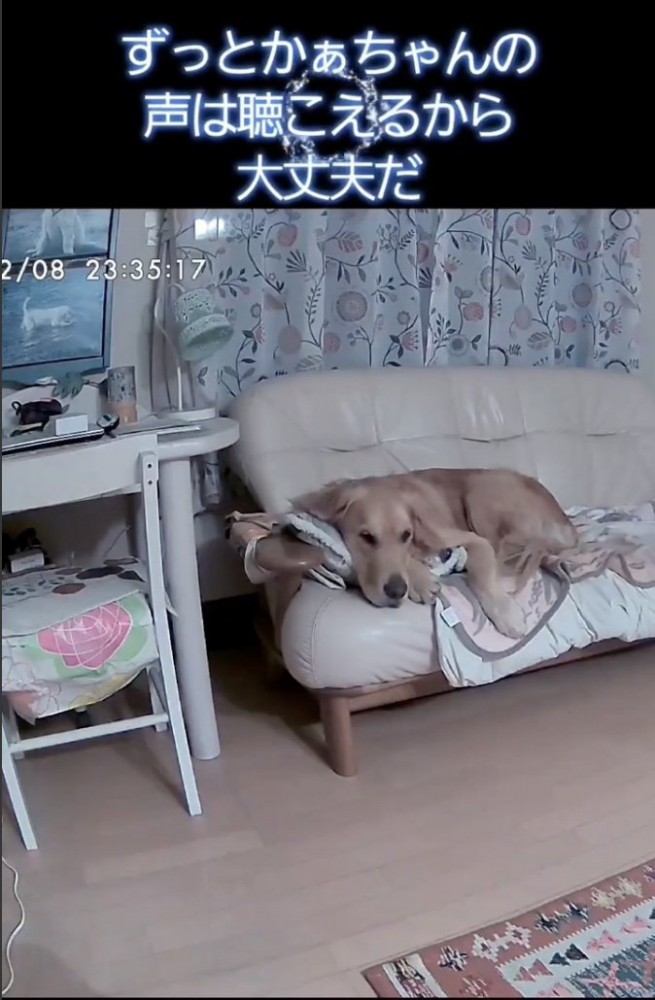 カメラ越しに飼い主さんの声が