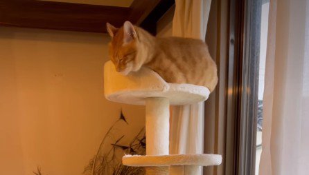 キャットタワーに乗ったターコロちゃん