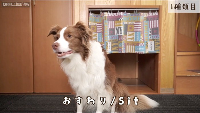 おすわりをする犬