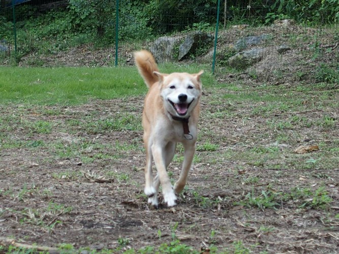 走ってくる犬