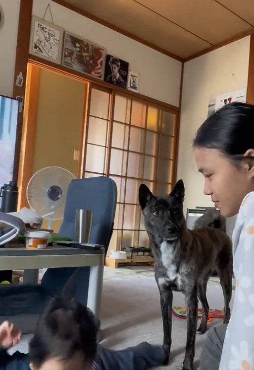 見つめる犬2
