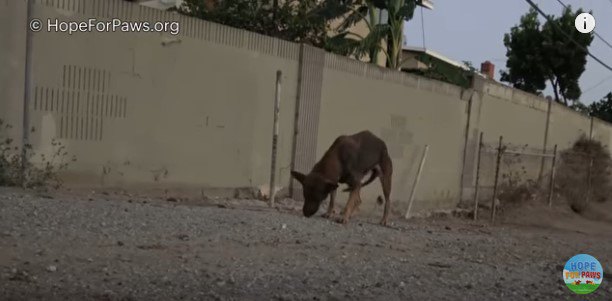 食べ物を口にする犬